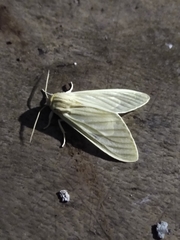 Munona