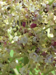 Sambucus racemosa racemosa
