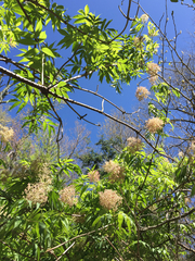 Sambucus racemosa racemosa