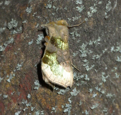 Diachrysia chrysitis