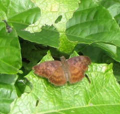 Anastrus sempiternus