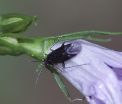 Plagiognathus arbustorum