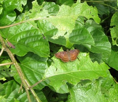 Anastrus sempiternus