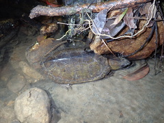 Platysternon megacephalum