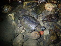 Platysternon megacephalum