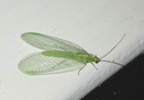 Common green lacewing