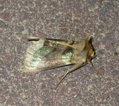 Diachrysia chrysitis