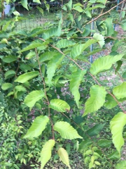 Zelkova