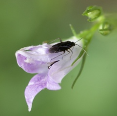 Plagiognathus arbustorum