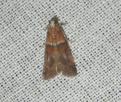Acrobasis repandana