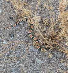 Sonora palarostris