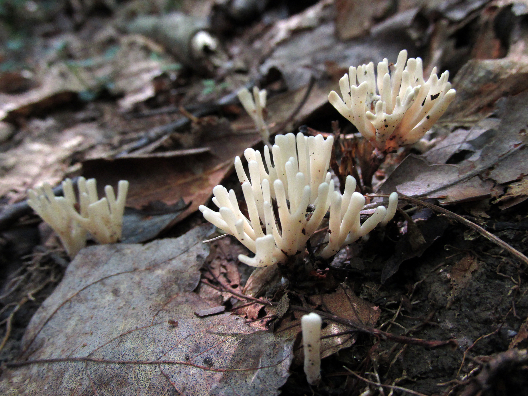 Tremellodendron pallidum image