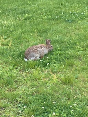 Sylvilagus floridanus