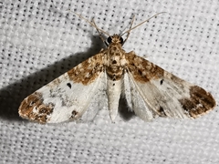 Eupithecia breviculata
