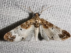 Eupithecia breviculata