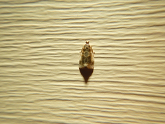 Clepsis melaleucanus