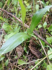 Platanthera unalascensis