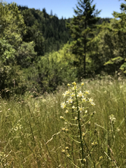 Toxicoscordion fontanum