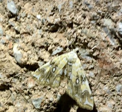 Elophila icciusalis