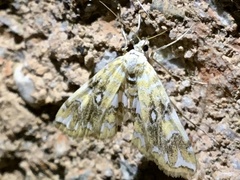 Elophila icciusalis
