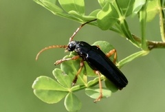 Elateropsis scabrosus