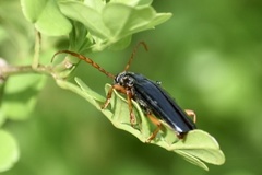 Elateropsis scabrosus