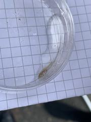 Gasterosteus aculeatus