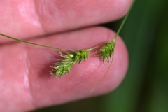 Carex echinodes