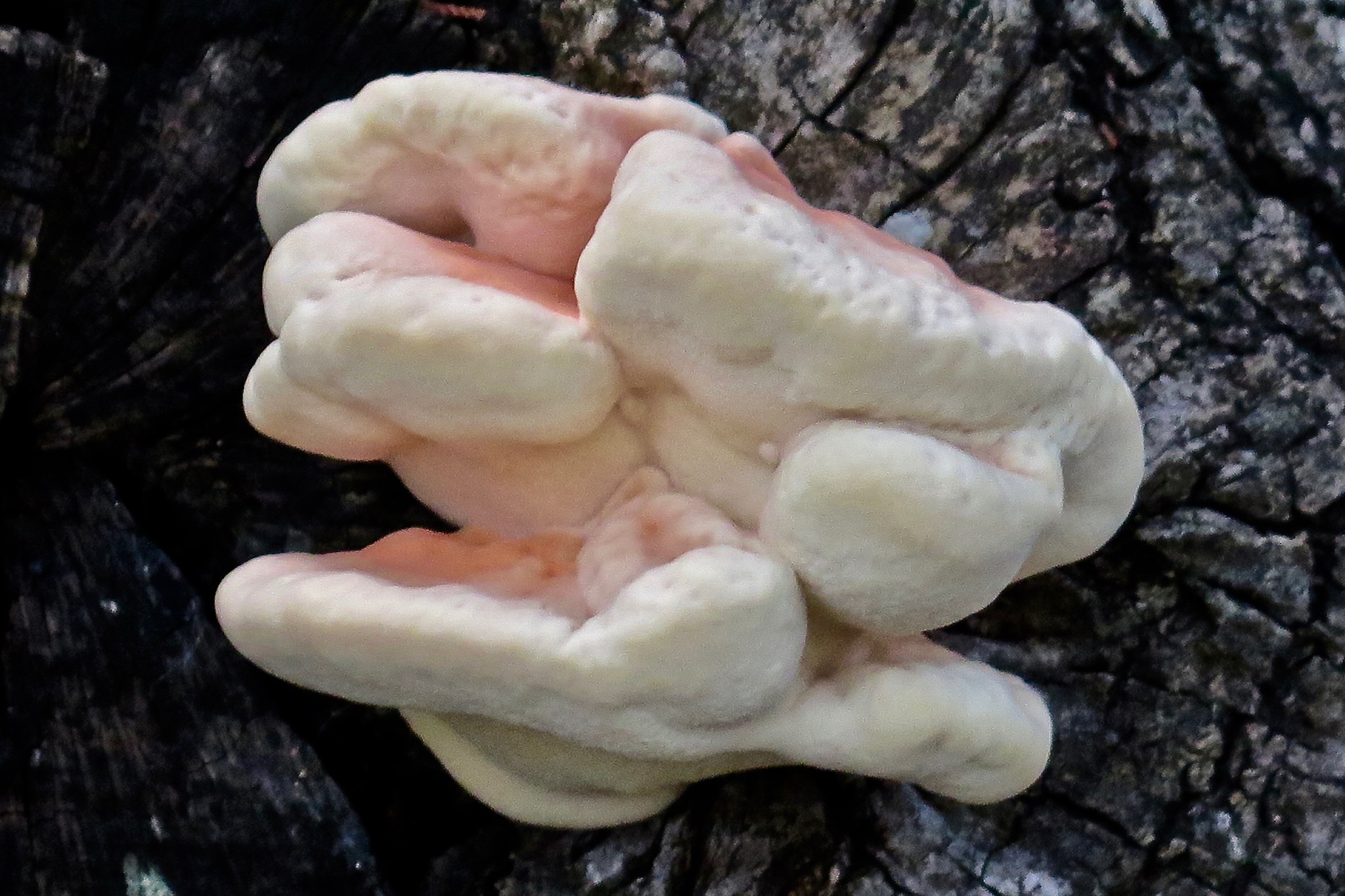 Polyporus sulphureus<br>24 December, 2024