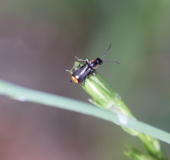 Axinotarsus pulicarius