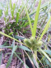 Carex frankii