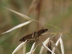 Carcharodina
