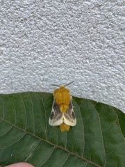 Megalopyge lanceolata