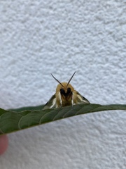 Megalopyge lanceolata