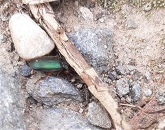 Harpalus