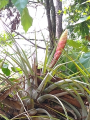 Tillandsia compressa