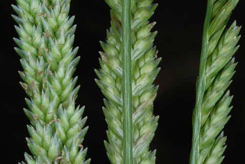 Eleusine indica