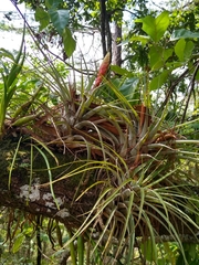 Tillandsia compressa