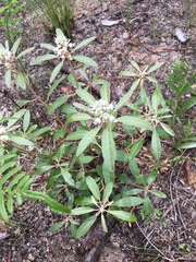 Croton argyranthemus