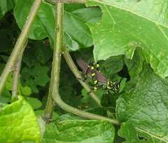 Chromacris speciosa