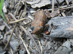 Anaxyrus terrestris