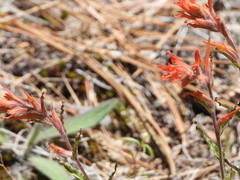 Castilleja disticha