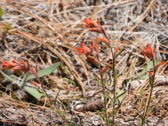 Castilleja disticha