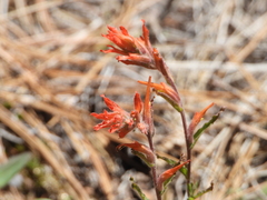 Castilleja disticha