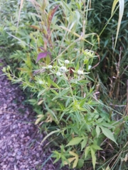 Pycnanthemum verticillatum