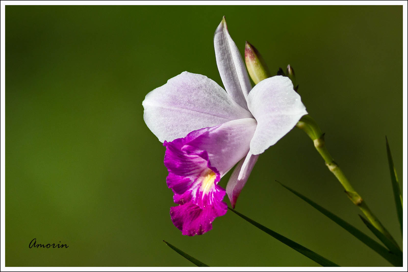 Arundina graminifolia