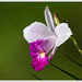 Bamboo Orchid - Photo (c) Jose Amorin, some rights reserved (CC BY-NC-SA)
