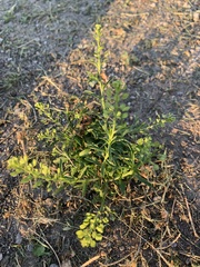 Lepidium ruderale