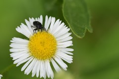 Odontocorynus umbellae
