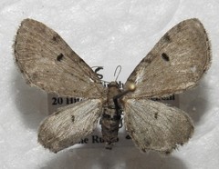 Eupithecia indistincta